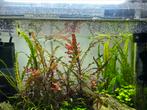 Aquarium planten - Hygrophila pinnatifada - crypt crispatula, Dieren en Toebehoren, Vissen | Aquaria en Toebehoren, Ophalen of Verzenden
