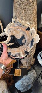 versteend hout op standaard, Ophalen of Verzenden, Fossiel