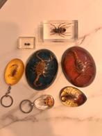 schorpioenen, mier, kever mooie in glas, Verzamelen, Ophalen of Verzenden, Zo goed als nieuw, Reptiel of Amfibie, Opgezet dier