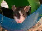 Tame rats from german rattery, Dieren en Toebehoren, Knaagdieren, Rat, December, Meerdere dieren, Tam