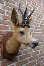 Mooi opgezette hertenkopje met groot gewei, Ophalen of Verzenden, Zo goed als nieuw, Hert, Gewei of Kop