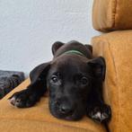 Dekreu, Rabiës (hondsdolheid), Reu, 1 tot 2 jaar, Eén hond