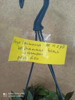 Hoya lacunosa krohaniana black in hangpot nummer H278, Overige soorten, Minder dan 100 cm, Ophalen of Verzenden, Halfschaduw