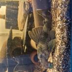 L 76, Dieren en Toebehoren, Slang, 0 tot 2 jaar