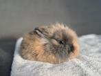 4 Prachtige konijntjes Te Koop, Dieren en Toebehoren, Konijnen, Meerdere dieren, Middelgroot, Hangoor, 0 tot 2 jaar