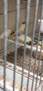 Kanaries mannen en poppen, Meerdere dieren, Kleurkanarie