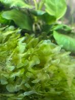 Aquarium mos, Overige typen