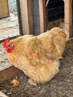 Cochin kriel hen, Dieren en Toebehoren, Pluimvee, Vrouwelijk, Kip