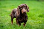 Choco&Tan goedgekeurde teckel reu ter dekking HDa/EDvrij, Rabiës (hondsdolheid), Reu, 1 tot 2 jaar, Eén hond