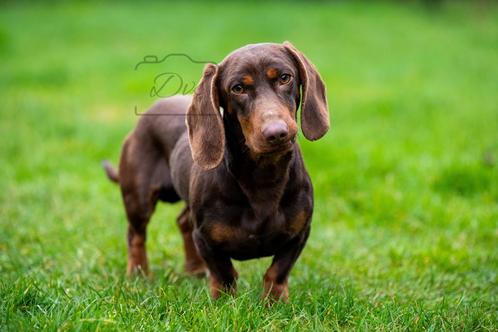 Choco&Tan goedgekeurde teckel reu ter dekking HDa/EDvrij, Dieren en Toebehoren, Honden | Dekreuen, Reu, Fokker | Hobbymatig, Eén hond
