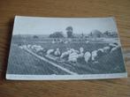 Ommen 8135, Verzamelen, Ansichtkaarten | Nederland, Verzenden, 1960 tot 1980, Overijssel