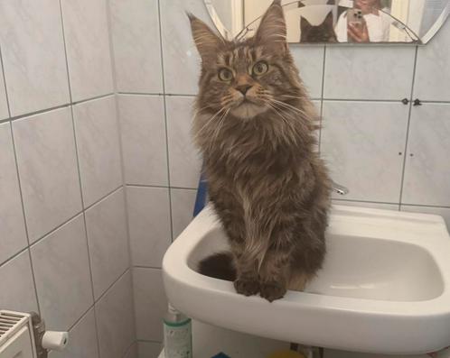 Maine coon, Dieren en Toebehoren, Katten en Kittens | Raskatten | Langhaar, Poes