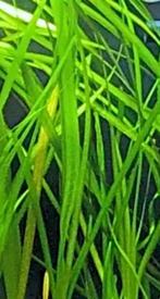 Mooie grote aquariumplanten Valesneria., Dieren en Toebehoren, Vissen | Aquariumvissen, Vis