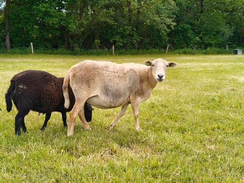 Maasduinen ooi met ooilam, Dieren en Toebehoren, Schapen, Geiten en Varkens, Vrouwelijk