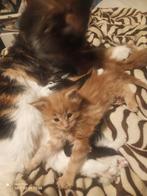 Russische Maine Coon kittens met stamboom, Meerdere dieren, Met stamboom, 0 tot 2 jaar