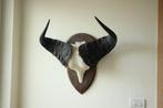 Taxidermie schedel kaapse Buffel, Verzamelen, Dierenverzamelingen, Ophalen of Verzenden, Gebruikt, Schedel