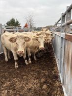 15 (bio) charolais vaarzen, Dieren en Toebehoren, Meerdere dieren, 0 tot 2 jaar