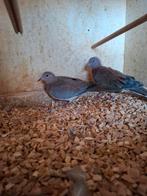 Senegaal duiven, Dieren en Toebehoren, Meerdere dieren