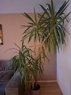 Yucca kamerplant, Huis en Inrichting, Kamerplanten, Ophalen, 100 tot 150 cm, Palm, In pot