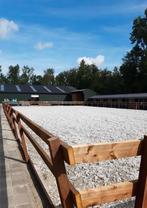 Pensionstal Swifterbant, Dieren en Toebehoren, Stalling en Weidegang, Stalling, 4 paarden of pony's of meer