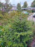 Planten en Struiken GRATIS, Tuin en Terras, Planten | Tuinplanten, Volle zon, Vaste plant, Lente, Ophalen