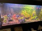 Aquarium te koop, Ophalen, Gebruikt, Gevuld zeewateraquarium