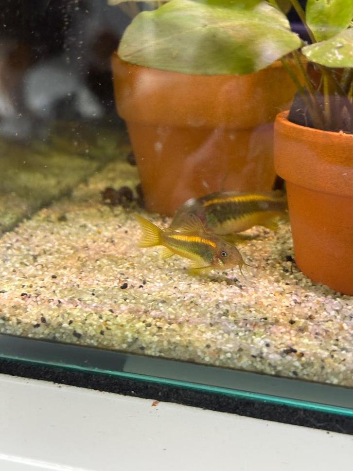 Corydoras gold laser ( stripe ), Dieren en Toebehoren, Vissen | Aquariumvissen, Zoetwatervis, Vis, Schoolvis