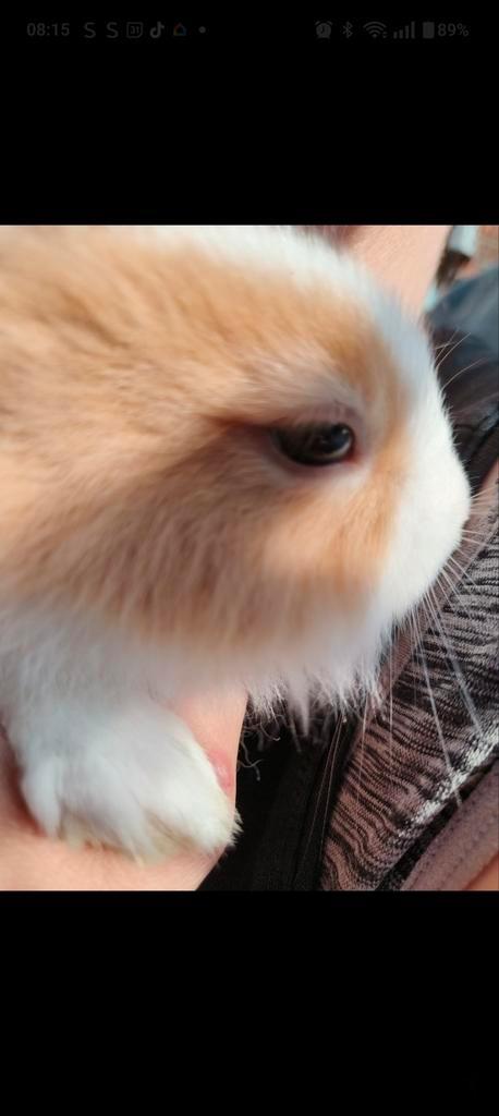 ❤️Baby dwerg konijntjes ❤️, Dieren en Toebehoren, Konijnen, Dwerg, Meerdere dieren, 0 tot 2 jaar