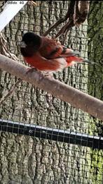 Bastaard F1 top zanger 2024 ., Dieren en Toebehoren, Vogels | Overige Vogels, Mannelijk, Wildzangvogel