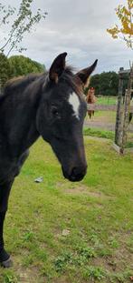 Springgefokt merrieveulen (Dorian Grey Z x Londontimes), Dieren en Toebehoren, Paarden, Merrie, Springpaard, Niet van toepassing