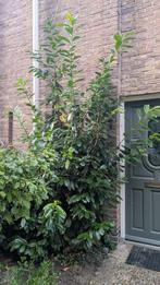 laurier struik, Tuin en Terras, Planten | Bomen, Ophalen, Halfschaduw, Overige soorten, 100 tot 250 cm