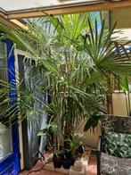 Palmboom Trachycarpus fortunei, Ophalen, Volle zon, Palmboom, 100 tot 250 cm