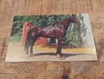 Mooi donkerbruin paard, Verzenden, Voor 1920, Gelopen, Paard