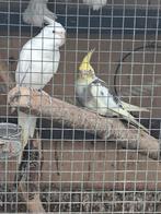 6 Mooie vakparkieten, Dieren en Toebehoren, Vogels | Parkieten en Papegaaien, Meerdere dieren, Parkiet