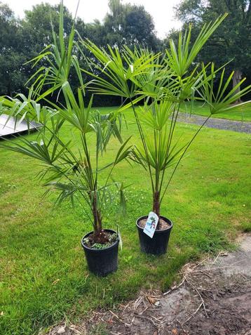 Palmboom winterhard trachycarpus fortunei beschikbaar voor biedingen