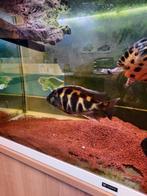 Chiclide, Dieren en Toebehoren, Vis