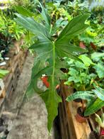 Philodendron Golden Dragon Narrow - extreem Zeldzaam!, Huis en Inrichting, Kamerplanten, Ophalen of Verzenden