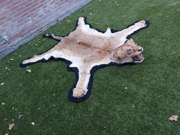Leeuwenvel met opgezette kop taxidermy leeuw huid beschikbaar voor biedingen