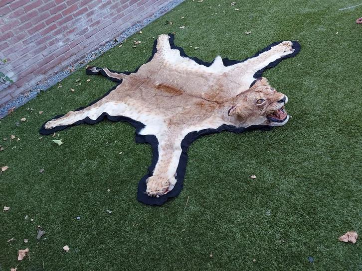 Leeuwenvel met opgezette kop taxidermy leeuw huid, Verzamelen, Dierenverzamelingen, Gewei of Kop, Wild dier, Ophalen