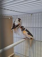 Mooi koppel kanaries tekoop, Meerdere dieren, Kleurkanarie