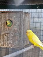 4 Jonge natuurbroed Parkieten in buiten volière geb.27-8-25., Dieren en Toebehoren, Meerdere dieren, Parkiet