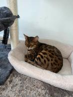 Bengaalse poes (5) zoekt nieuwe lieve baasje, Dieren en Toebehoren, Katten en Kittens | Raskatten | Korthaar, Poes, Met stamboom