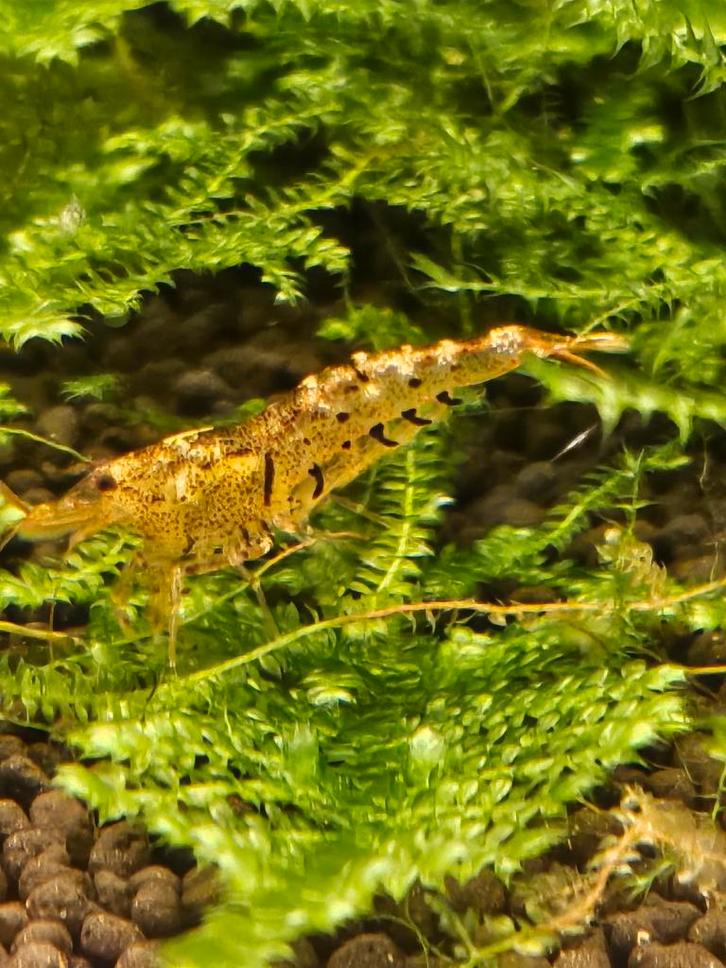 Cardinia Kweekgroep beschikbaar, Dieren en Toebehoren, Vissen | Aquariumvissen, Zoetwatervis, Kreeft, Krab of Garnaal, Schoolvis