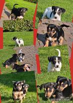 Jack russell kruising puppies, zeer sociaal in huis opgevoed, Dieren en Toebehoren, Jack Russell Terriër, 8 tot 15 weken, CDV (hondenziekte)