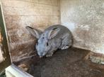 Konijn, Dieren en Toebehoren, Konijnen, Vrouwelijk, Klein