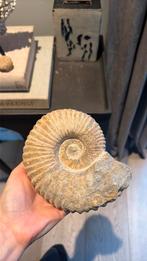 Ammoniet fossiel, Verzamelen, Ophalen of Verzenden, Fossiel