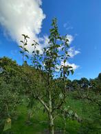 Conference Peer Boom, Tuin en Terras, Planten | Bomen, Lente, 100 tot 250 cm, Zuilboom, Ophalen
