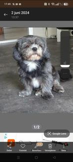 Langharige Boomer pups, Overige rassen, CDV (hondenziekte), 8 tot 15 weken, Meerdere