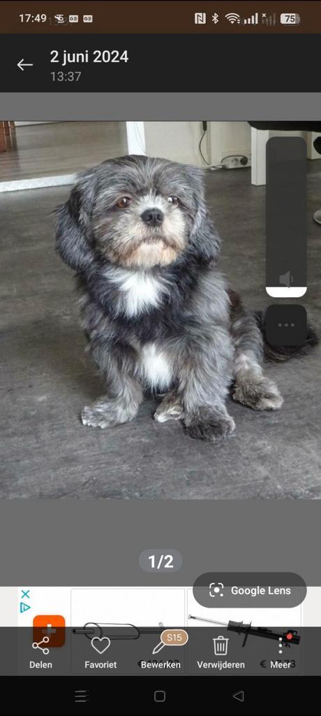 Langharige Boomer pups, Dieren en Toebehoren, Honden | Chihuahua's en Gezelschapshonden, Meerdere dieren, Overige rassen, Particulier