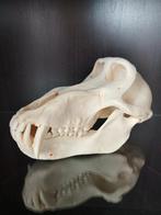 Schedel baviaan, Ophalen of Verzenden, Nieuw, Wild dier, Schedel